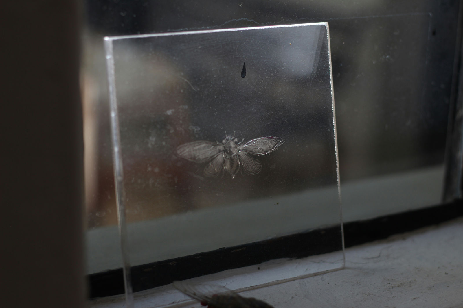 Insektenschutz
